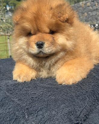 Chow chow femmina rossa