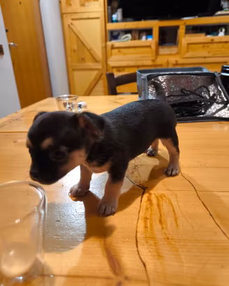 Vendita cuccioli di chihuahua