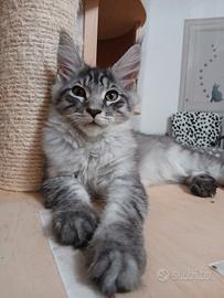 Cuccioli Maine Coon con pedigree
