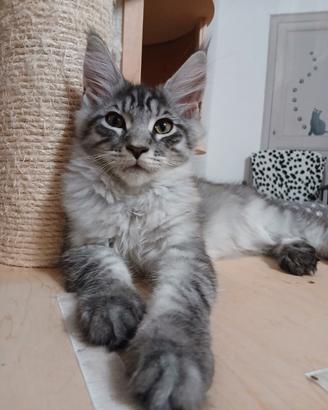 Cuccioli Maine Coon con pedigree