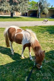 Mini pony/ mini horse