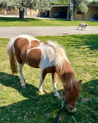 Mini pony/ mini horse