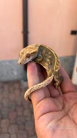 Geco ciliatus femmina