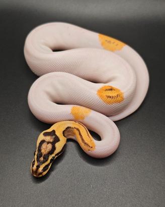 Disponibilità pitoni reali morph