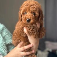 Cuccioli di barboncini mini toy maschio femmina