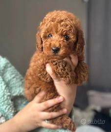 Cuccioli di barboncini mini toy maschio femmina