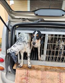 Cucciolona di Setter pronta caccia