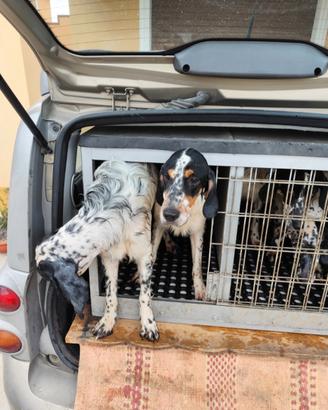 Cucciolona di Setter pronta caccia