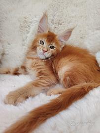 Maine Coon