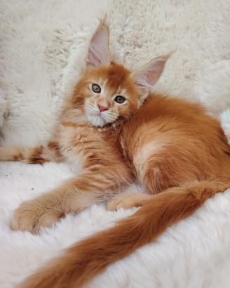Maine Coon