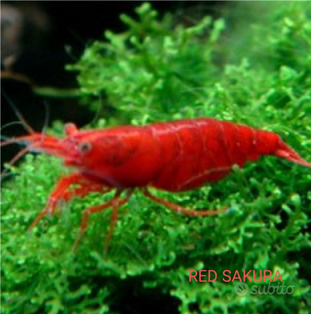 Neocaridine/gamberetti - Animali In vendita a Pistoia
