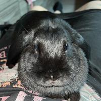 Coniglio ariete nano