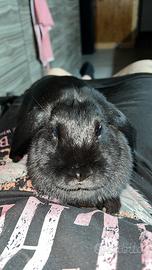 Coniglio ariete nano