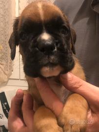 Cuccioli di boxer