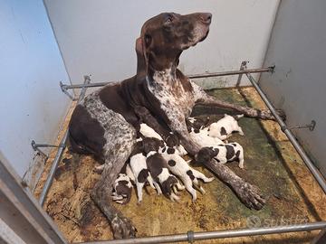 Kurzhaar bracco tedesco