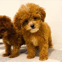 Cuccioli di cavapoo maschi e femmine