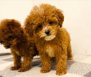Cuccioli di cavapoo maschi e femmine