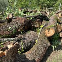 Legna di quercia da ardere