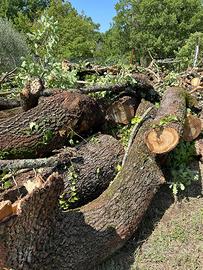 Legna di quercia da ardere