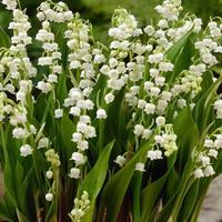 5 rizomi di mughetto profumatissimo