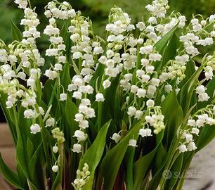 5 rizomi di mughetto profumatissimo