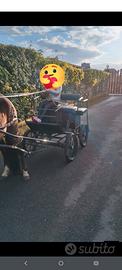 carrozza per pony 