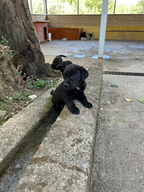 Cuccioli simil labrador