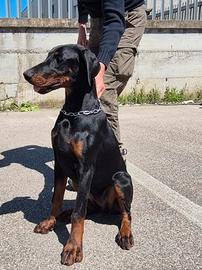 Cucciola Dobermann