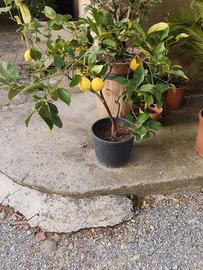 pianta di limone