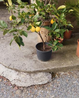 pianta di limone