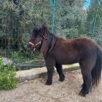 Mini Pony Shetland femmina