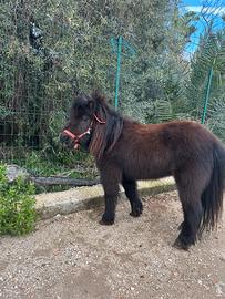 Mini Pony Shetland femmina