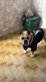 Cane bulldog inglese femmina adulto