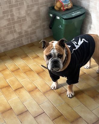 Cane bulldog inglese femmina adulto