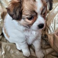 Chihuahua piccolo maschietto eccellente pedigree