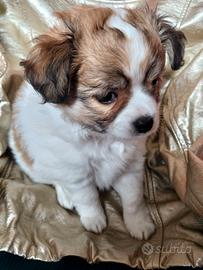 Chihuahua piccolo maschietto eccellente pedigree