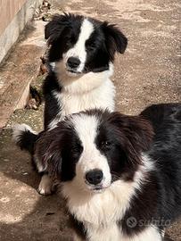 Border collie
