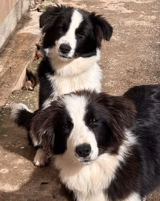 Border collie