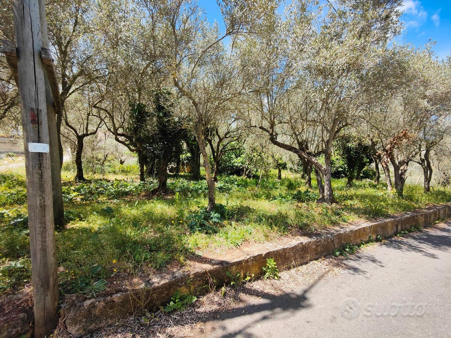 Monreale/monte caputo ampi lotti di terreno - Altro