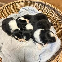 Cuccioli di border collie