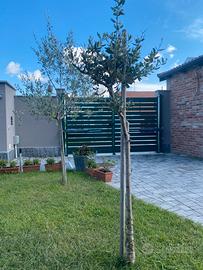 Albero ulivo