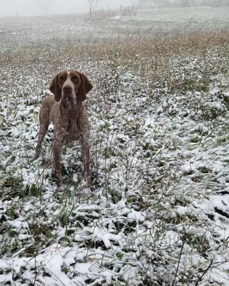 Cuccioli braccopointer