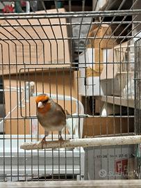 Ibrido canarino cardellino