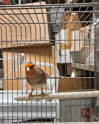 Ibrido canarino cardellino