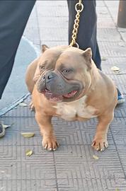 American Bully pocket esemplare unico
