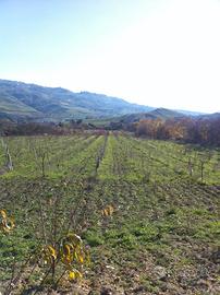 Terreno agricolo ciminna