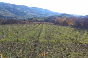 Terreno agricolo ciminna