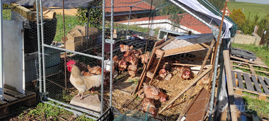 Gruppo di 3 galline e un gallo