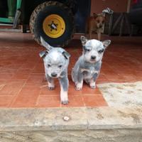 Cuccioli Maschi Australian Cattle Dog