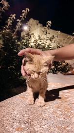 Gatti: Arancione e Nera (con zampe e muso bianco)